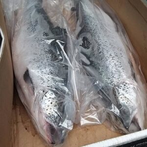Frozen Salmon