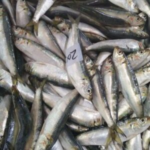 Frozen Sardine Fish