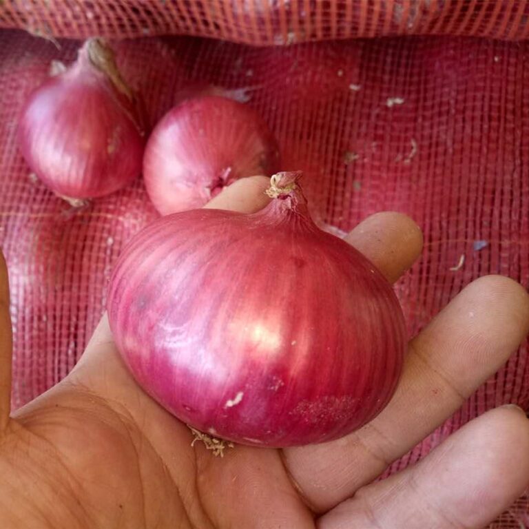 Onions - Image 3