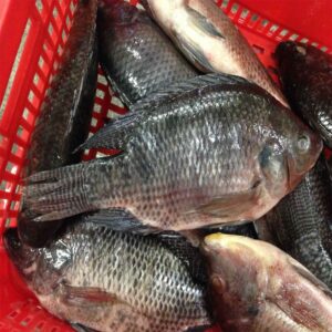 Frozen Tilapia