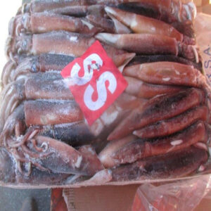 Frozen Squid