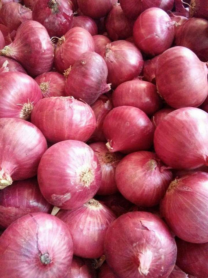 Onions - Image 2