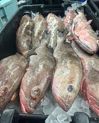 Grouper Fish