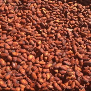 COCOA BEANS